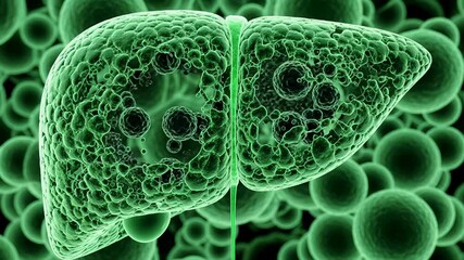 Bio engineered liver absorbs toxins while pulsating in a lab setting