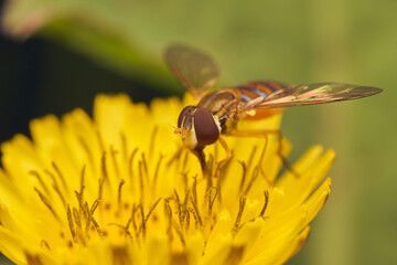 Hoverfly resting gently on yellow flower
