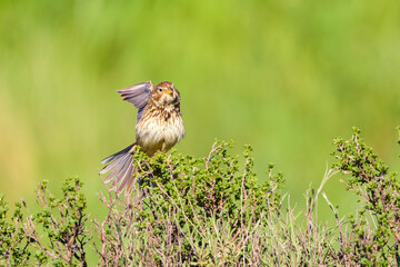Corn bunting Emberiza calandra stretching wings on a bush, Valladolid, Spain