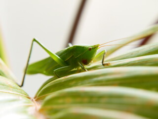 日本にいるキリギリスの仲間のクビキリギス