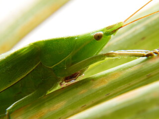 日本にいるキリギリスの仲間のクビキリギス