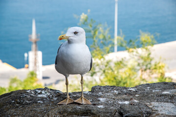 Yellow legged seagull standing proudly on a rock with a sunny harbor, port, and blue sea background