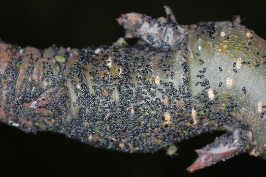 Aphids, Aphididae common names include greenfly and blackfly. Eggs laid on the shoots of a fruit tree in an orchard. After winter, young aphids will hatch from them