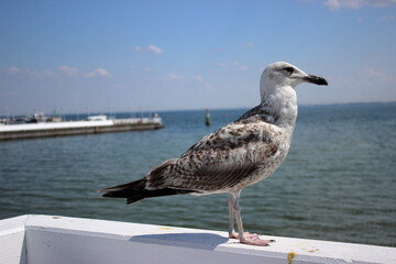 Seagull on white railing at Sopot pier on sunny summer day