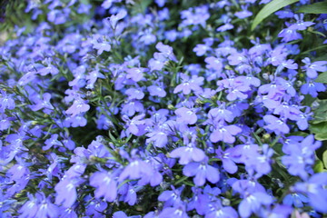 Obraz premium Blue lobelia flowers in full bloom