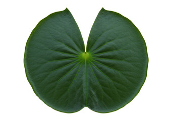Isolated Water Lily Leaf Fresh Plant, Natural Green Floating Plant with Radial Veins