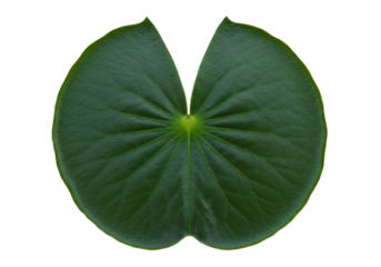 Isolated Water Lily Leaf Fresh Plant, Natural Green Floating Plant with Radial Veins