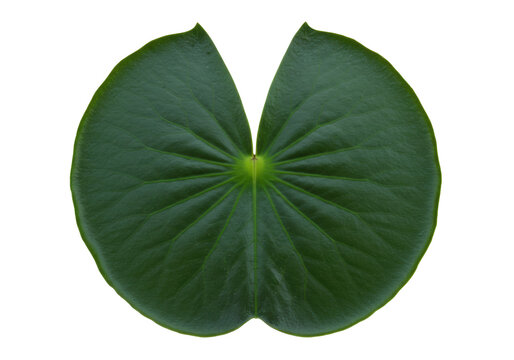 Isolated Water Lily Leaf Fresh Plant, Natural Green Floating Plant with Radial Veins