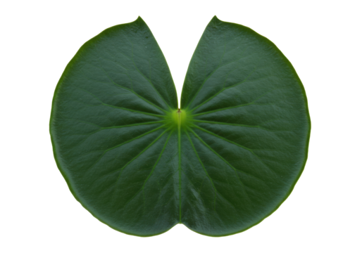Isolated Water Lily Leaf Fresh Plant, Natural Green Floating Plant with Radial Veins