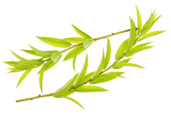 Naklejka premium Isolated willow branches with slender green leaves create a fresh and tranquil composition.