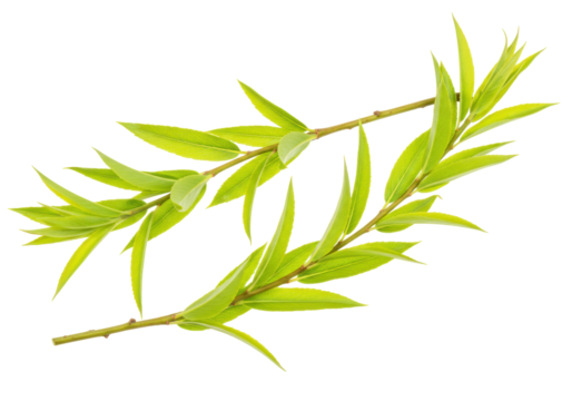 Isolated willow branches with slender green leaves create a fresh and tranquil composition.