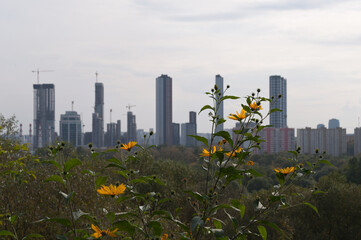 Modern skyscraper on the edge of nature