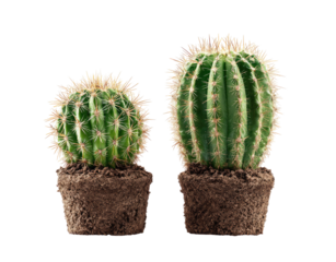 Two small cacti in separate pots, one slightly larger than the other