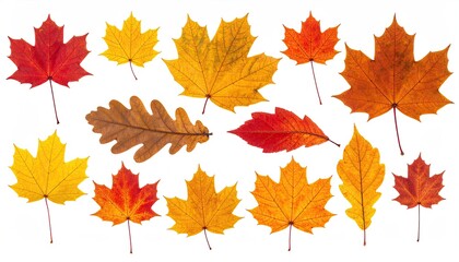 Assorted colorful autumn leaves, vibrant, isolated on white