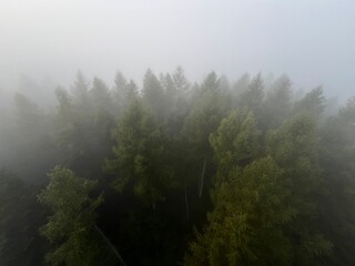 Mglisty las © Maciej G. Szling