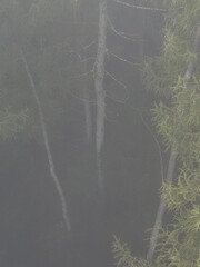 Mglisty las © Maciej G. Szling