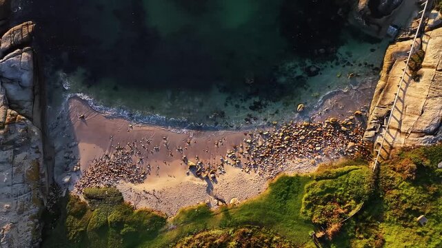 Aerial view of a vibrant beach dotted with seals basking in the sun, bordered by rugged rocks and green grass, Cape Town, Western Cape, South Africa.