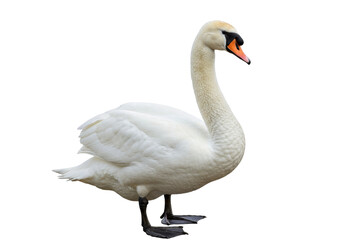 Isolated swan standing on its feet on the ground, majestic bird in full frame outdoors