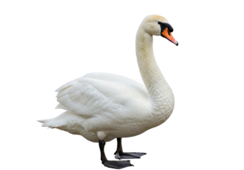Isolated swan standing on its feet on the ground, majestic bird in full frame outdoors