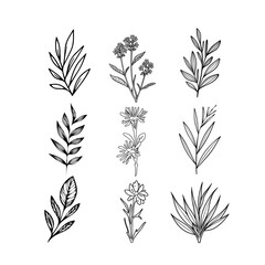 Detailed botanical line art plant sketches showcasing natural beauty, minimalism, and hand-drawn floral elegance in black ink.