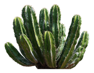 Close-up of a spiky desert plant with numerous radiating arms