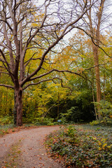 Beautiful tree along a forest path in a park