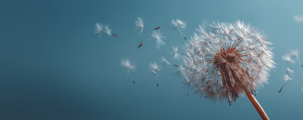 a dandelion against a clear blue sky, some seeds gently floating away in the breeze, minimalist composition, soft natural daylight, cool bright tones, airy and calm atmosphere, clean background