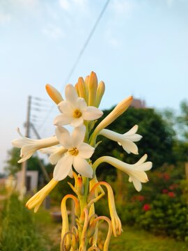yellow lily flower