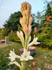 flower in the garden