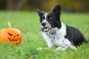 Cute Border Collie dog and jack-o-lantern pumpkin in autumn park