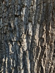Kora drzewa  © Maciej G. Szling