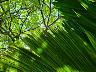 View of tropical green leaves and sunlight filtering through tree branches. Natural jungle background with bright foliage and sunlight