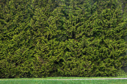 Background of green thuja. The dense green hedge of thuja creates a natural living wall, perfect for eco-design, landscape design, and nature backgrounds. - Powered by Adobe