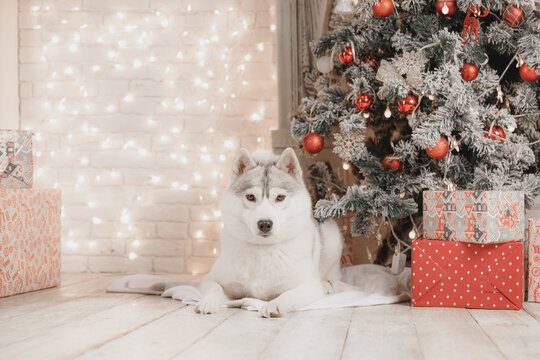 White and gray Siberian husky resting near Christmas tree with decorative balls, wrapped gifts and fairy lights, perfect for holiday greeting cards, warm home winter atmosphere.