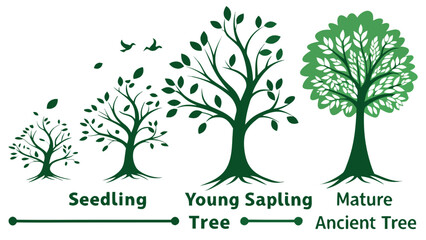 Obraz premium The life cycle of a tree from seedling to mature ancient tree