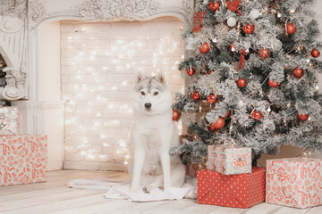 Gray and white husky sitting on floor near Christmas tree covered with red ornaments and ribbons, surrounded by fairy lights and decorative boxes, creating warm festive mood. © Kseniia