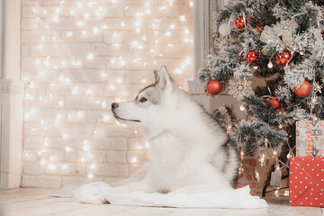 Fluffy husky lies relaxed on white blanket beside frosted Christmas tree with red ornaments and gift boxes. Soft golden fairy lights create warm festive atmosphere ideal for winter-themed designs. © Kseniia