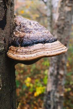 Giant parasitic fungus on a tree, autumnal atmosphere