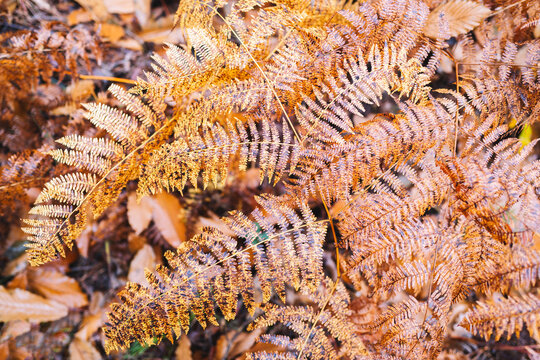 Ferns in autumn