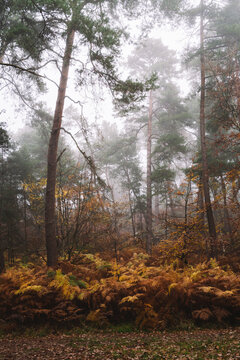 The Augas Cross road crossing before the forest, Fontainebleau Forest, France