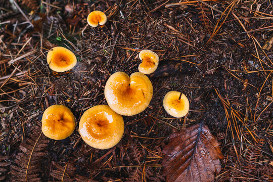 honey mushrooms 