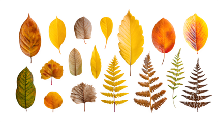 Autumn Leaves Collection, isolated on transparent background
