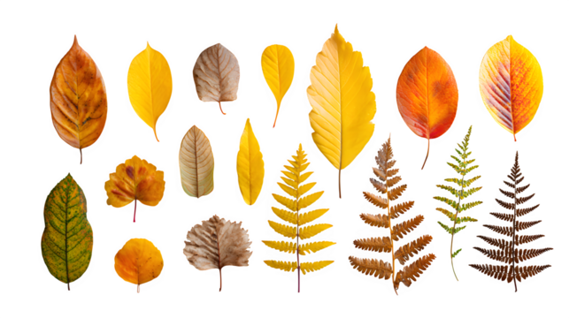 Autumn Leaves Collection, isolated on transparent background