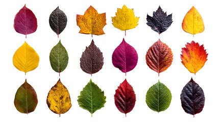 Obraz premium Autumn Leaves Collection, isolated on transparent background