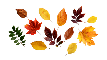 Autumn Leaves Collection, isolated on transparent background