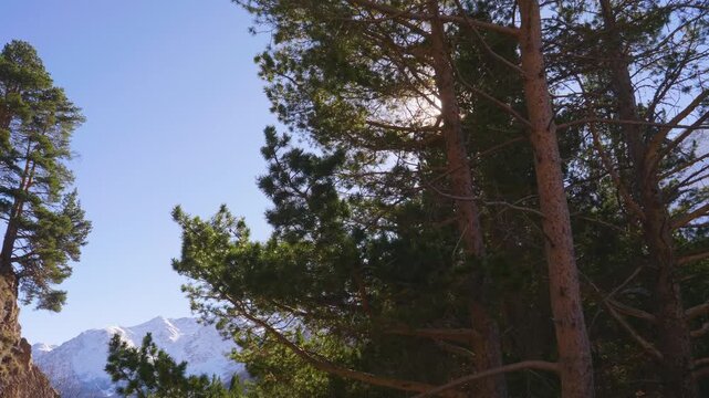 A beautiful, sunny day in a coniferous forest in the North Caucasus region of Russia. The footage captures the tall pine trees with a snow capped mountain peak visible in the distance under a clear bl