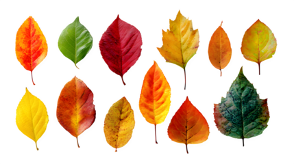 Autumn Leaves Collection, isolated on transparent background