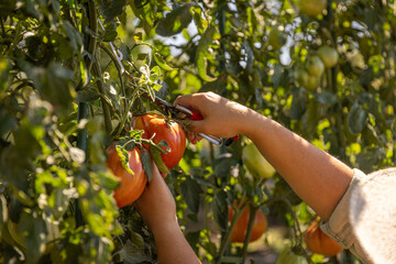 Hands harvesting fresh ripe garden tomatoes