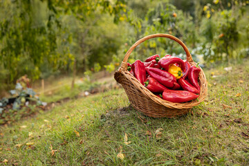 Organic bell peppers