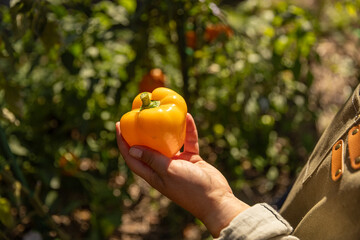 Gardener harvesting ripe yellow bell pepper